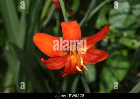 Crocosmia 'Mephistopheles' Stock Photo