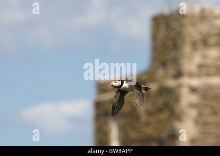 The Atlantic Puffin (Fratercula arctica) is a seabird species in the auk family. Stock Photo