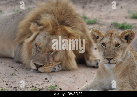 Male lion with cub Stock Photo