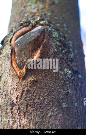bark of tree, rough texture, forest in autumn Stock Photo