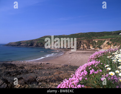 Church Bay Porth Swtan View of beach in spring with sea pink / thrift in foreground North West Anglesey Ynys Mon North Wales UK Stock Photo