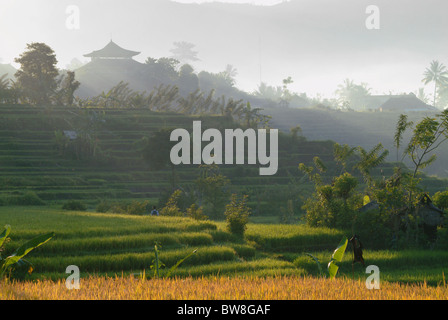 At dawn, a temple in the village of Sideman, Bali is surrounded by terraced rice fields. Morning fog adds a mystical feel.