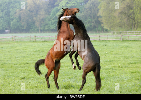 Stallions fighting with each other in a meadow, Graditz, Germany Stock Photo