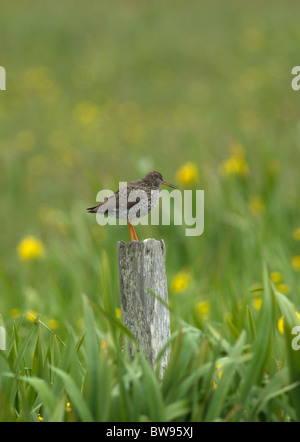 Redshank in its Summer breeding habitat on the South Uist meadow marshes, Outer Hebrides Soctland.  SCO 6496 Stock Photo