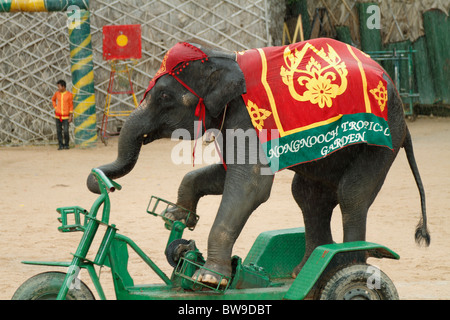 Elephant riding bike - bicycle at the show. Nong Nooch Tropical & Botanical Garden, Chonburi, Pattaya, Thailand October 2010 Stock Photo