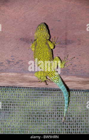 An adult Emerald Swift (Sceloporus malachiticus) at a coffee plantation in Monteverde, Costa Rica. Stock Photo