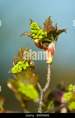 Sycamore (Acer pseudoplatanus) bud opening in spring Stock Photo