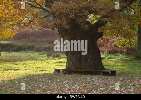Bradgate Park; Leicestershire; old oak tree Stock Photo