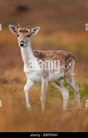 Fallow Deer; Dama dama; young buck; Stock Photo