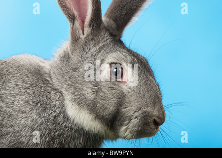 Image of head of cute grey rabbit over blue background Stock Photo