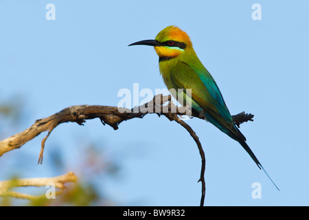 RAINBOW BEE-EATER PERCHED ON A GNARLED BRANCH Stock Photo