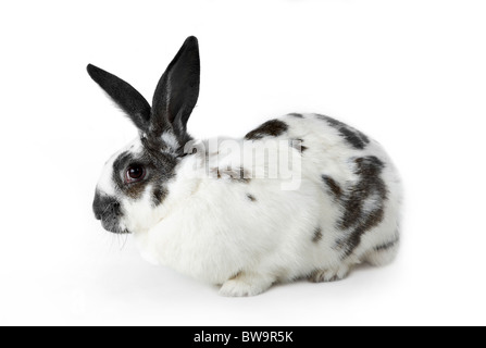 Image of soft spotty rabbit isolated over white background Stock Photo