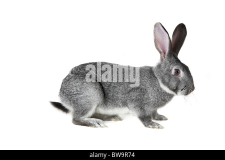 Image of cute grey rabbit isolated over white background Stock Photo