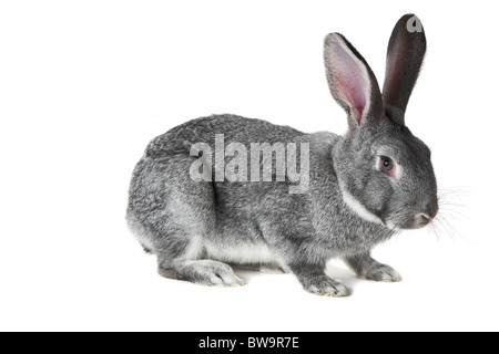 Image of cute grey rabbit isolated over white background Stock Photo