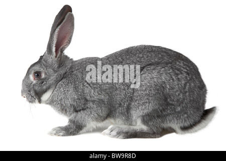 Image of cute grey rabbit isolated over white background Stock Photo