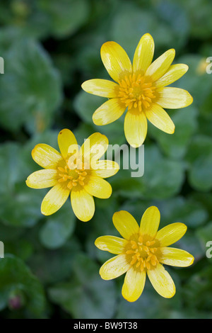 Lesser Celandine; Ranunculus ficaria; flowers Stock Photo