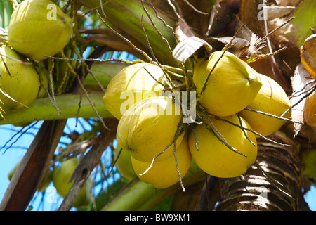 Close-up of yellow coconuts ripening on palmtree Stock Photo