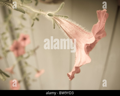 close up of light peach colored flower. Stock Photo