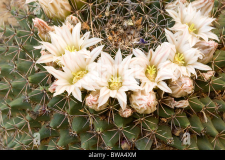 Little Pincushion cactus flowers Stock Photo