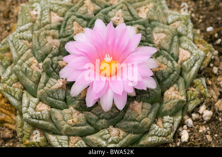 Living Rock Cactus flower Stock Photo