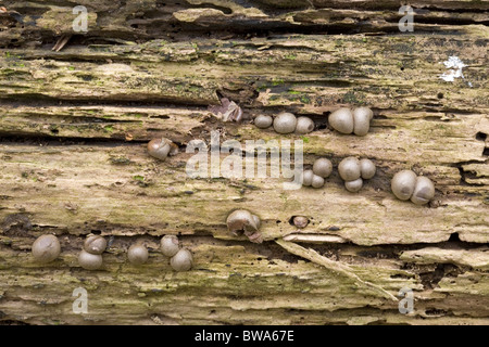 Dark final stage of the plasmodial slime mould Wolf's Milk (Lycogala epidendrum) on dead wood, Alblasserdam, Netherlands Stock Photo