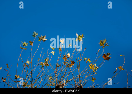 Autumn leaves against a  bright blue skky Stock Photo