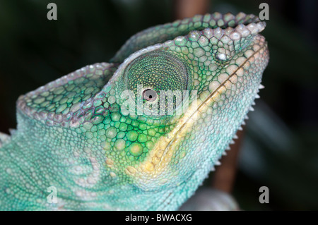 Panther chameleon from Nosy Be, northern Madagascar Stock Photo