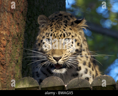 Female Amur leopard up a tree, looking towards camera Stock Photo