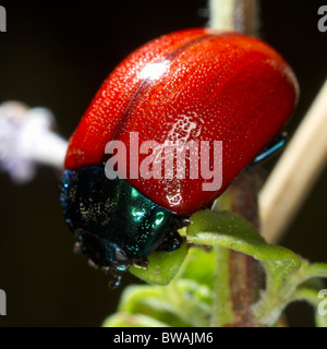 Red poplar leaf beetle 'Chrysomela populi' Stock Photo