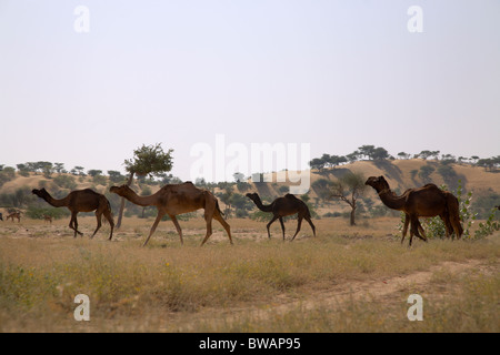 Dromedary Camels (Camelus dromedarius) in a Thar desert, Rajasthan, India Stock Photo