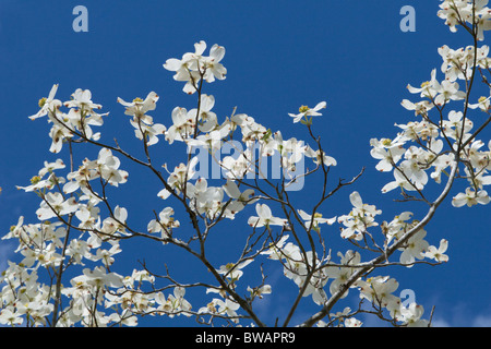 Dogwood tree (Cornus Florida) blooms on a mostly sunny day during the Spring time. Stock Photo