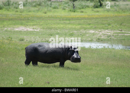 Hippo near water in Botswana's Okavango Delta Stock Photo