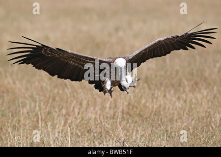 Landing Rueppell's griffon vulture, Masai Mara Game Reserve, Kenya. Stock Photo