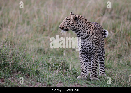 Masai Mara leopard. Stock Photo