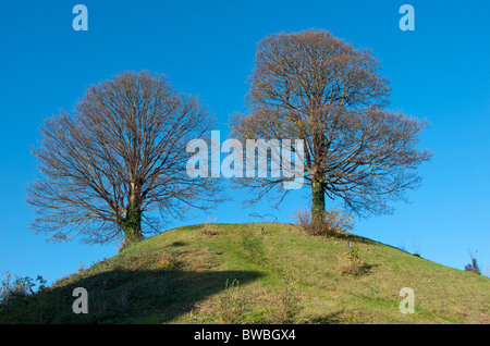 Two trees growing on Oxford Castle Mound, Oxford, England, UK