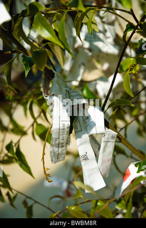 Omikuji (aka mikuju), paper fortunes, tied to a tree at a Shinto shrine in Japan Stock Photo