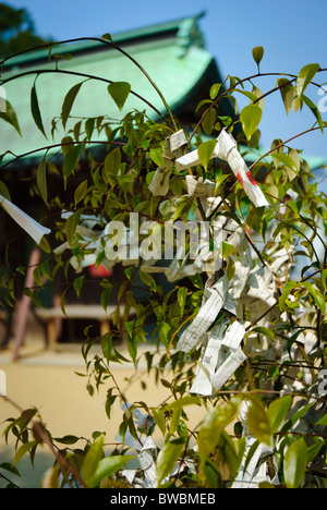 Omikuji (aka mikuju), paper fortunes, tied to a tree at a Shinto shrine in Japan. Stock Photo