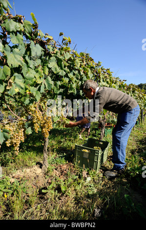 Italy, Basilicata, Roccanova, vineyards, grape harvest, man hand picking grapes Stock Photo