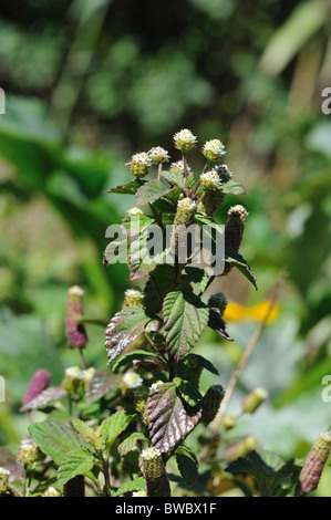 Aztec sweet herb - Bushy Lippia - Honeyherb - Hierba Dulce (Lippia dulcis - phyla dulcis) flowering in summer Stock Photo