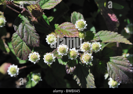 Aztec sweet herb - Bushy Lippia - Honeyherb - Hierba Dulce (Lippia dulcis - phyla dulcis) flowering in summer Stock Photo