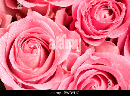 Macro shot of blooming pink roses with water drops on their petals Stock Photo