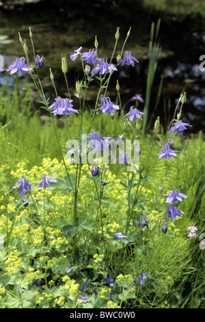 Columbine, Grannys Bonnet (Aquilegia vulgaris), flowering. Stock Photo