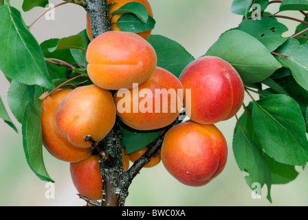 Domestic Apricot (Prunus armeniaca), variety: Bergarouge, ripe fruit on tree. Stock Photo
