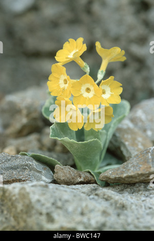 Auricula, Dusty Miller, Garden Auricula (Primula auricula), flowering plant. Stock Photo