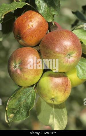 Domestic Apple (Malus domestica), variety: Altlaender Pfannkuchen, ripe fruit on a tree. Stock Photo