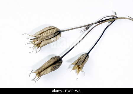 Columbine, Granny´s Bonnet (Aquilegia vulgaris), seed pods, studio picture. Stock Photo