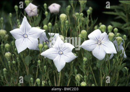 Balloon Flower (Platycodon grandiflorus, Campanula glauca), flower. Stock Photo