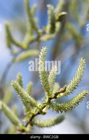 Landscape, Trees, Flowers, Upright salix willow catkins on a tree in an English garden in early spring. Stock Photo