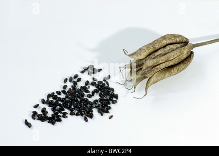 Columbine, Grannys Bonnet (Aquilegia vulgaris), fruit and seeds, studio picture. Stock Photo