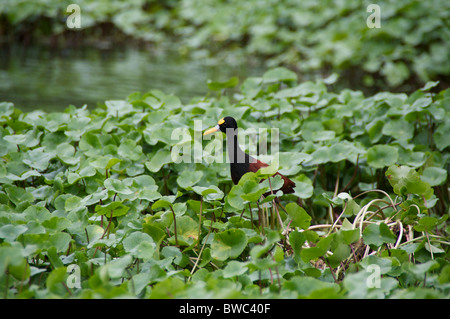 A Northern Jacana (Jacana spinosa) standing in the water plants along a river in Tortuguero National Park, Limon, Costa Rica. Stock Photo